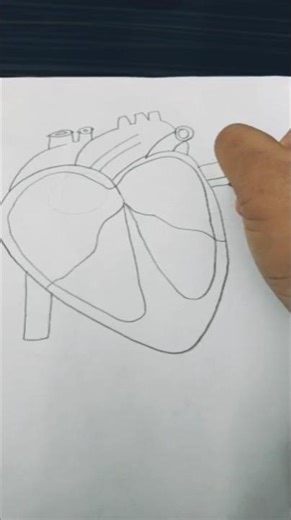 How to draw heart ( simple diagram) in 1 minute