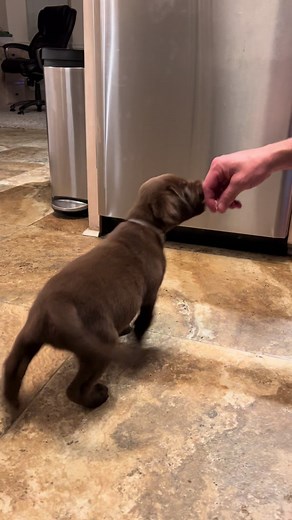 Adorable Chocolate Labrador Puppy Learning New Tricks
