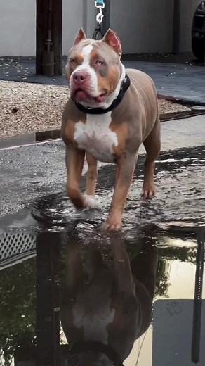 American Bully Protection Test