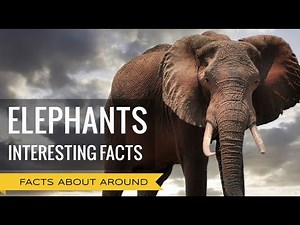 LIFE OF ELEPHANTS IN THE WILD: TOP FACTS