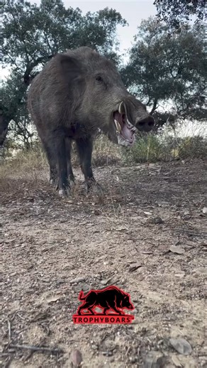 1.2M views · 10K reactions | Absolute Freak #trophyboars | Trophyboars | Facebook