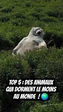 TOP 5: Wild animals that sleep the least! 😴 #animals #horse #elephant #giraffe #dolphin