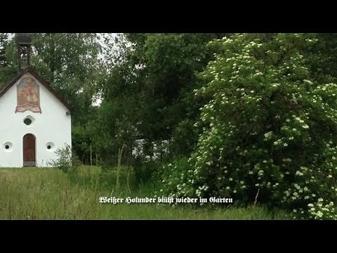 Weißer Holunder blüht wieder im Garten