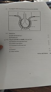 QuestionThe diagram below represents the structure of an alve... | Filo