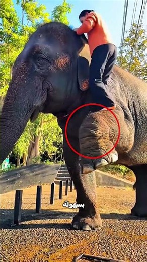 الفيل فهم البنت من غير كلام… واللي عمله بعدها أذهل الكل! 🐘💖