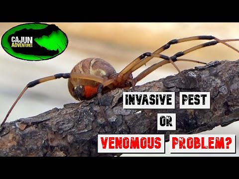 Brown Widow Spider! - Are they ACTUALLY Dangerous?