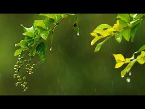 A Calming Storm | 4k Tropical Rain for Deep Sleep, Study, Focus
