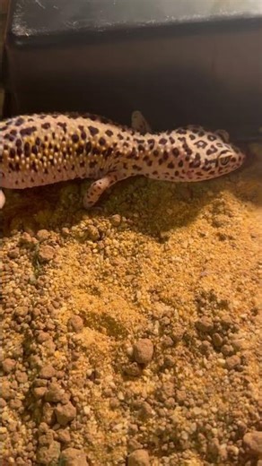 My female leopard gecko 🧡