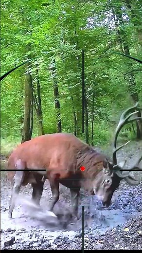 New Elk Hunting 2026 🫎