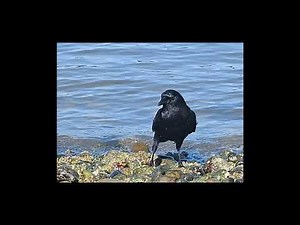 Gif of crow on beach