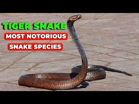 Tiger Snake | The Secret Life of Australia’s Striped Serpent
