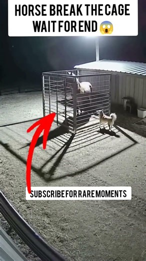 This Horse Got Trapped in a Cage… What Happened Next Is INSANE 😱🐎 #shorts #shortsvideo