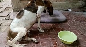 1.3K views · 2.6K reactions | Amigos nos urge ayuda para Honey...