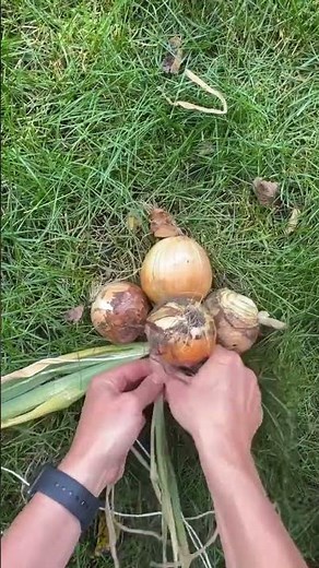 How to braid onions for storage￼