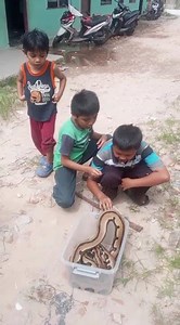 Retic Tiger di handle anak anak pekanbaru
