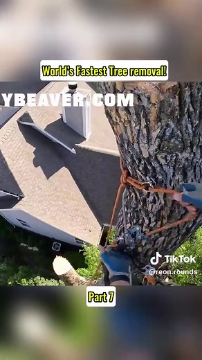 #World 's Fastest Tree removall