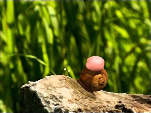 Minuscule.S01E34..Chewing.Gum