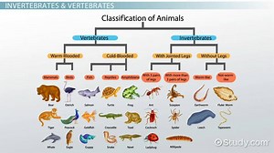 Embryonic Development & Life Cycles of Invertebrates & Vertebrates
