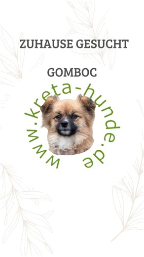 Kreta Hunde | Tierschutz in Heraklion e. V. on Instagram: "🐾 ZUHAUSE GESUCHT 🐾 Fluffy (alias Gomboc) sucht ihr Zuhause für immer. Pflegestelle Mittelhessen. Meldet euch sehr gerne bei Interesse oder weiteren Fragen. Mehr zu dieser lieben Maus könnt ihr in unseren Beiträgen auf Instagram und Facebook sowie auf unserer Webseite nachlesen. - www.kreta-hunde.de - Dort findet ihr auch weitere Fellnasen, die auf der Suche nach ihrem Zuhause sind, sowie unser Formular für eine Adoptionsanfrage. Fluff