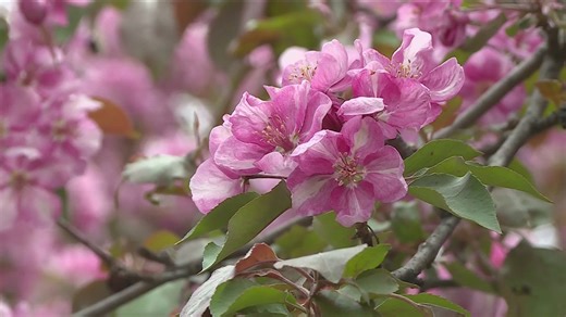 Unseasonably warm spring disrupts planting cycle for gardeners