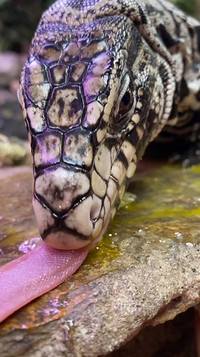 248K views · 1.6K reactions | Tegus naturally scavenge for eggs in the wild, and this little girl was lapping up every last bit of these quail eggs! | The Reptile Zoo | Facebook