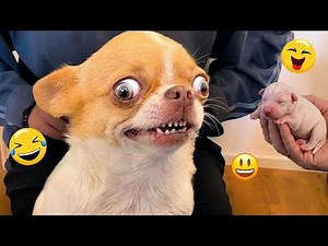 Try Not To Laugh 🤣 Most Watched Funny Dog Videos Compilation 🐶 #17
