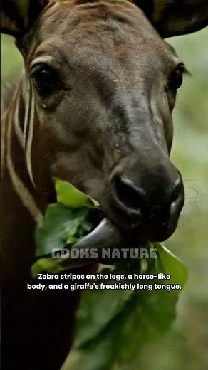 Okapi: The Real-Life Mix Between a Zebra and a Giraffe #animalfacts #wildlife #facts #animals #viral