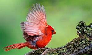 What is the State Bird of Illinois? - US State Bird Facts