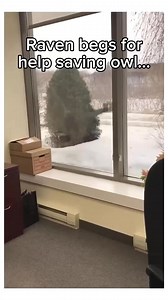 This raven begged for help 🥹 #animals #wholesome | Lovingcreaturez