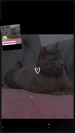 StarRider (@starrider2020)’s videos with Originalton - StarRider