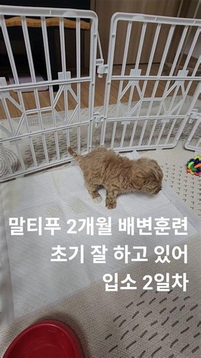 2-month-old Maltipoo potty training following urine traces