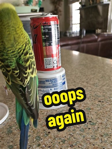 Oops, He Did It Again: A Budgie's Playful Antics