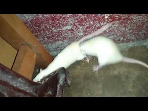 White mouse mating