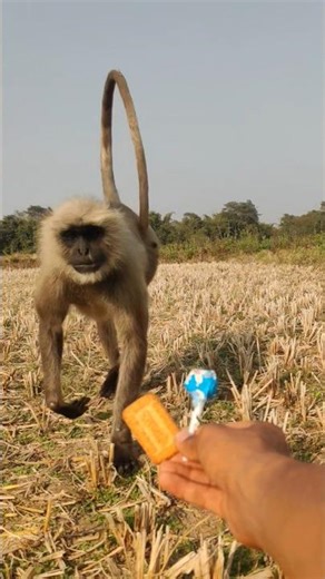 Fearless Wild Monkey Walks Straight to Me for Candy! 😲🐒 | Close Monkey Encounter