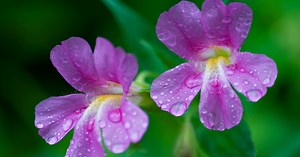 Mimulus, la fleur de Bach pour toute la famille