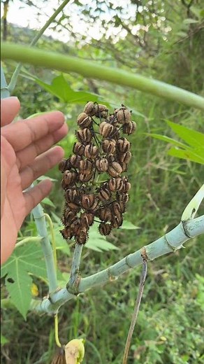 The true origin of CASTOR OIL and its benefits 🌿