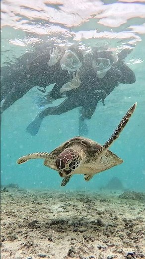 【宮古島】雨が降ったら、シュノーケルがオススメです🐢🤿 #宮古島ウミガメ #宮古島シュノーケル #宮古島観光 #宮古島旅行 #宮古島 #沖縄