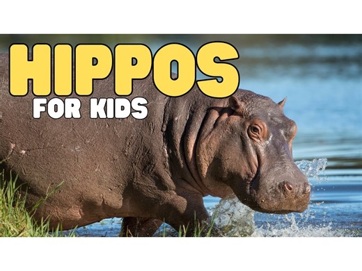 Hippos for Kids | Learn all about hippopotamuses