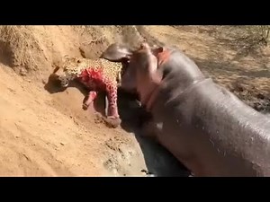 THE HIPPO ATTACKED THE LEOPARD AND SEE WHAT HAPPENED