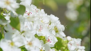 Beautiful pear tree flowers in spring. White bloom of a pear tree. Close up.