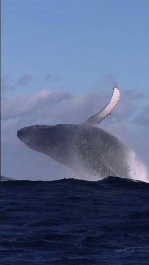 Humpback Whale Breach | A Spectacular Ocean Moment