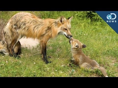 Best Dads in the Animal Kingdom