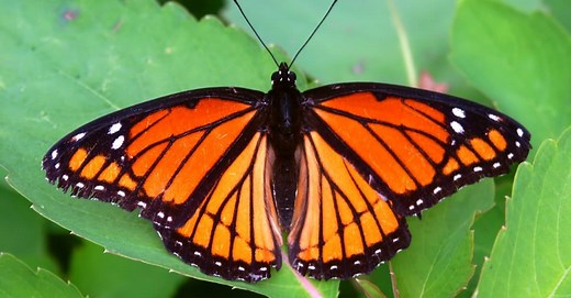 Dragonfly vs Butterfly: What’s the Difference?