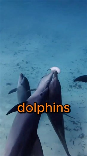 This Dolphin Did It On PURPOSE!