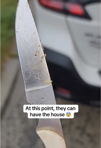 Exploring Termites: What Do They Look Like and How to Identify an Infestation