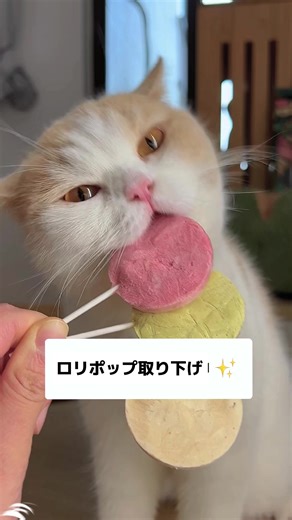 猫草で毛玉対策と健康促進