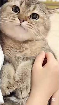 Cats Being Overly Dramatic 😂🐾 | Cats Acting Like It’s the End of the World #shorts