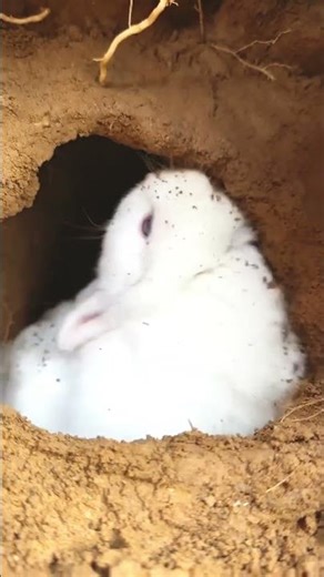 Adorable Pastoral Rabbit Digging in Nature