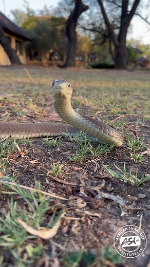 Discovering the Black Mamba: Speed and Habitat Insights