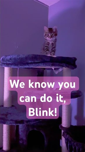 Meet Blink. She’s just a kitten, but she’s very brave. We know you can do it, Blinky! #kittenrescue